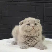 گربه بریتیش و اسکاتیش لیلاک جذاب