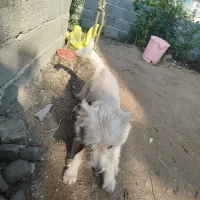 سگ شیتزو10ماهه|سگ|رشت, بازار|دیوار