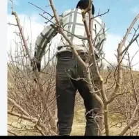 هرس درختان و سم پاشی