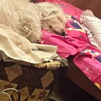 سگ گمشده|حیوانات|فلاورجان, |دیوار