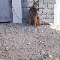 سگ ژرمن اصل