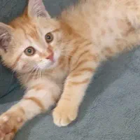 گربه عادتی خونگی|گربه|تربت جام, شهرک آزادگان|دیوار