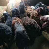 فروش بره پای پروار