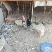 فروش مرغ و خروس محلی