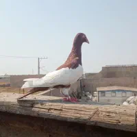 کبوتر