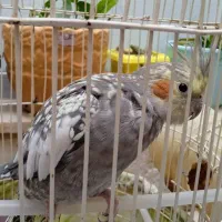 عروس هلندی|پرنده|تربت‌حیدریه, یحیی آباد|دیوار