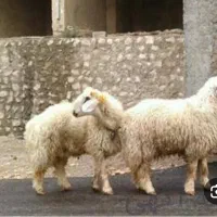 فروش گوسفند  سید در شهریار