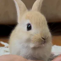 خرگوش|موش و خرگوش|ساری, |دیوار