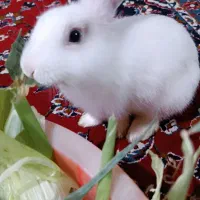 خرگوش|موش و خرگوش|مشهد, نوید|دیوار