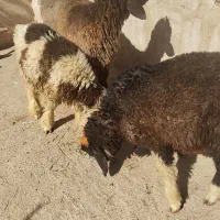 سه راس بره|حیوانات مزرعه|اردل, |دیوار
