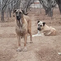 توله سرابی|سگ|بروجرد, |دیوار