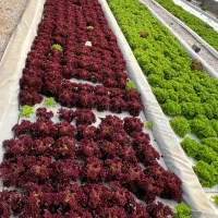 کاهو فرانسوی وسبزیجات