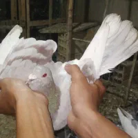 رنگه و المانی