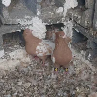 کبوتر سینه ای|پرنده|شیراز, پودنک|دیوار