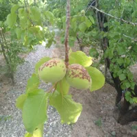 باغداری،باغبانی،نگهداری و فروش گل و گیاه آپارتمانی|خدمات باغبانی و درختکاری|قم, نیروگاه|دیوار