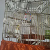 عروس هلندی مولد