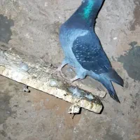 چن عدد ‌کفتر‌  پرشی