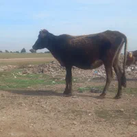 گاو گوسال درجه یک