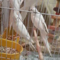 عروس هلندی عروس پاریس