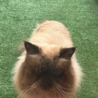 گربه نر هیمالین چاکلت پوینت اصیل