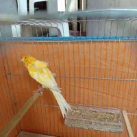 اول آگهی بخوان دوتا قناری نر و ماده اماده