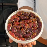 خرما کبکاب برداشت امسال