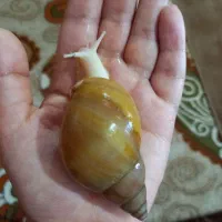 حلزون آلبینو