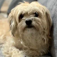 واگذاری رایگان شیتزو