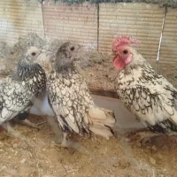 جوجه خروس و مرغ سیبرایت|حیوانات مزرعه|کرمانشاه, |دیوار