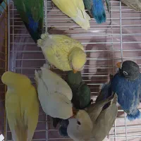 برزیلی جوجه