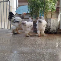 برهما لایت