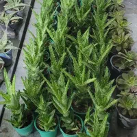 کاکتوس به قیمت عمده