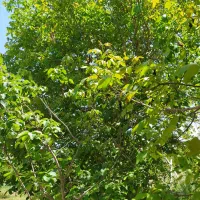 فروش باغ ویلایی|فروش خانه و ویلا|بوانات, |دیوار