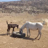 اسب و کره مادیان اصیل