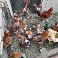 فروش مرغ تخم گذار