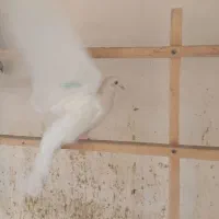 تعدادی کبوتر درجه یک|پرنده|ری, حمزهآباد|دیوار