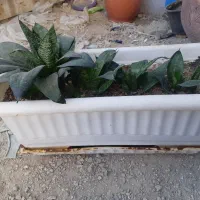 پاندانوس دیفن سانسوریا پدیلانتوس بیدی تمساح الوو|گل و گیاه طبیعی|تهران, شهرک استقلال|دیوار