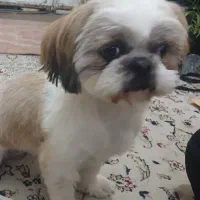 سگ گمشده|حیوانات|شیراز, گویم|دیوار