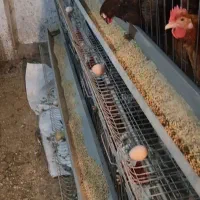 قفس مرغ|لوازم جانبی حیوانات|رشت, لاکان|دیوار