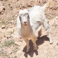 بزغاله