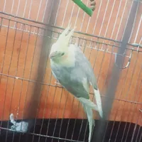 طوطی عروس ماده