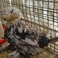 فروش مرغ و خروس|حیوانات مزرعه|کرمان, |دیوار