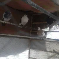 کبوتر|پرنده|کرمان, |دیوار