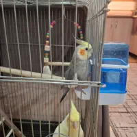 یه جفت عروس هلندی با جوجه 20 روزه