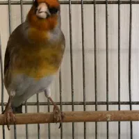 سهره قناری دهن لر سبک دکتر بیات