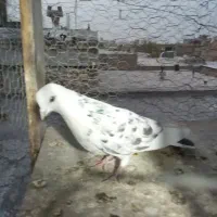 مادر تهرونی چشم تابتا