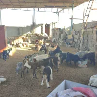 حدود 40عددبز نروماده جوان برای پرواری خوبه