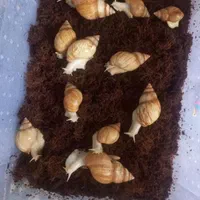 حلزون آلبینو
