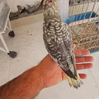 جوجه سرلاکی عروس هلندی