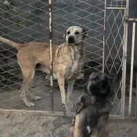 سگ سراب ماده